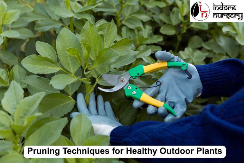 Pruning Techniques for Healthy Outdoor Plants