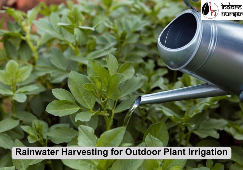 rainwater harvesting