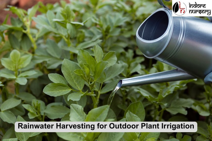 Rainwater Harvesting for Outdoor Plant Irrigation