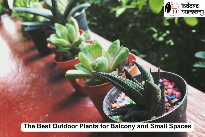 The Best Outdoor Plants for Balcony and Small Spaces