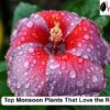 Top Monsoon Plants