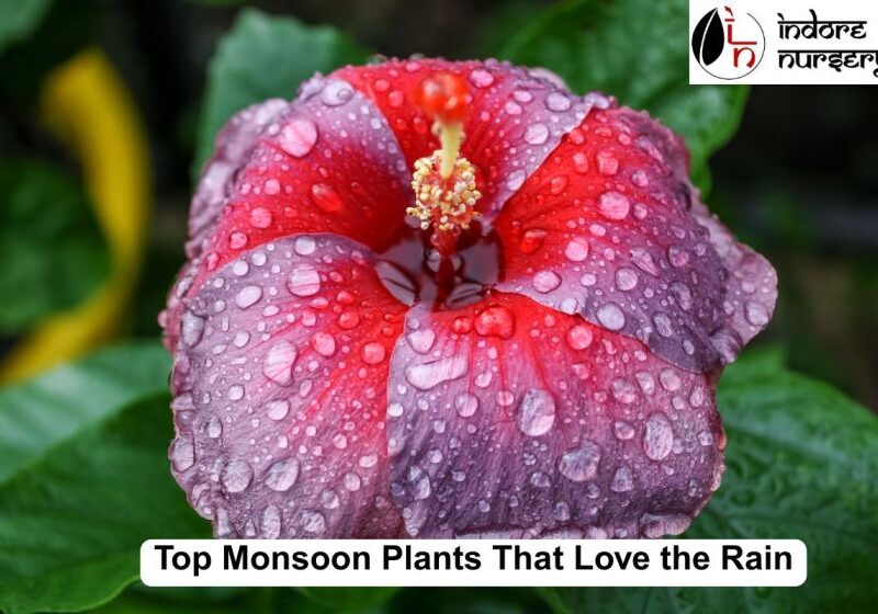 Top Monsoon Plants