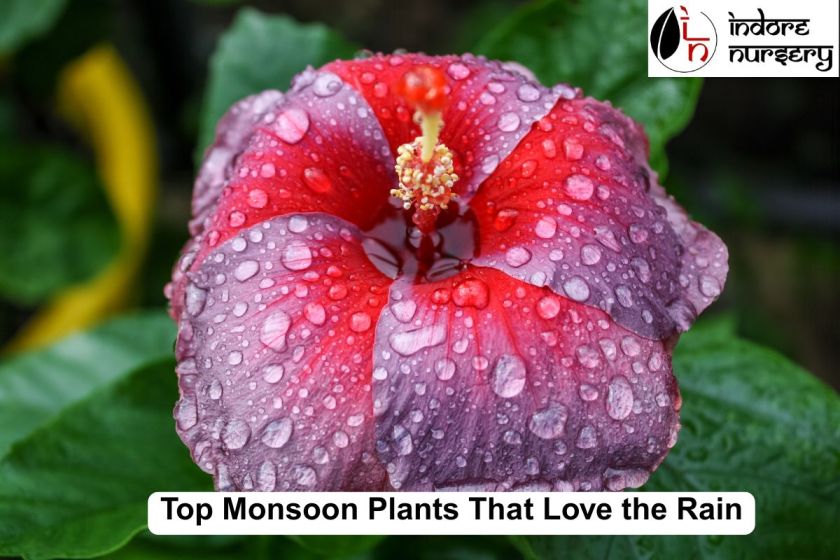 Top Monsoon Plants That Love the Rain