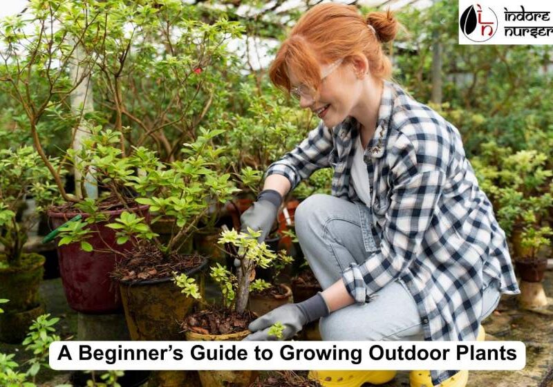 outdoor plants