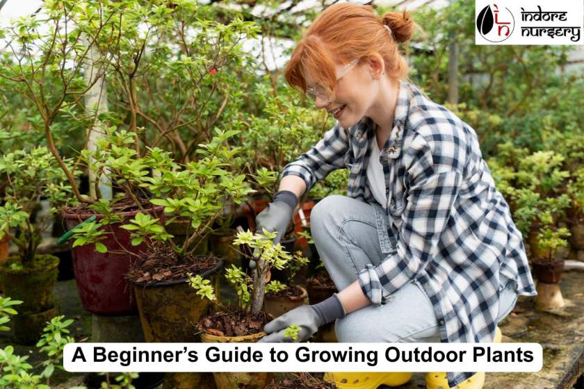 A Beginner’s Guide to Growing Outdoor Plants