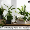 Air-Purifying Plants