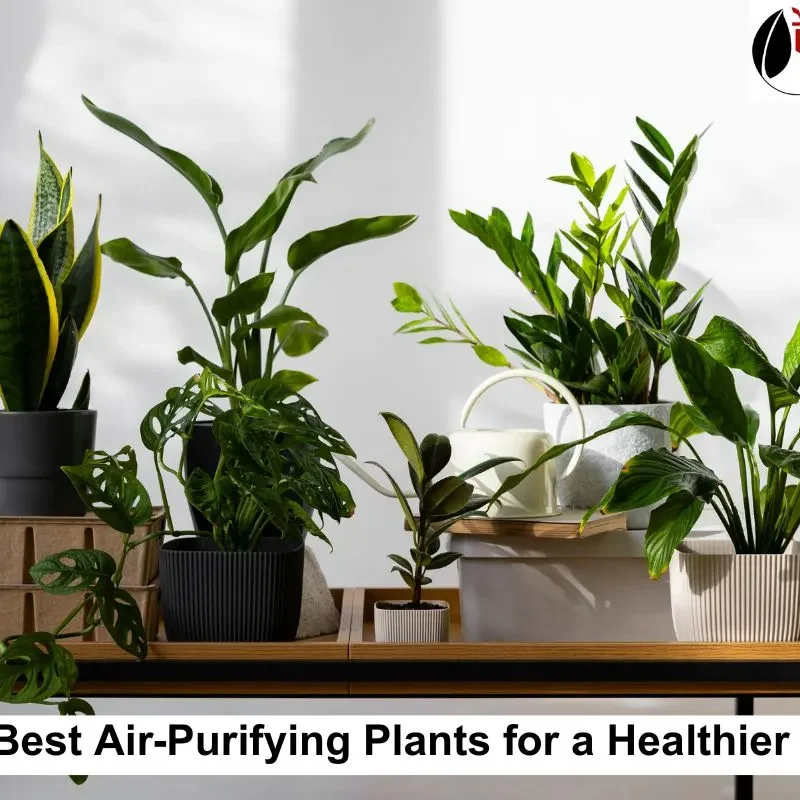 Air-Purifying Plants
