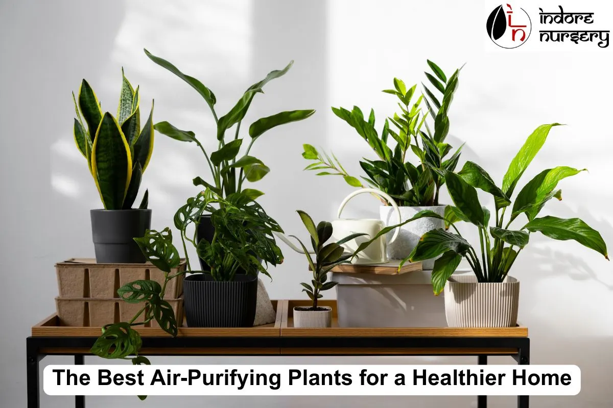 The Best Air-Purifying Plants for a Healthier Home