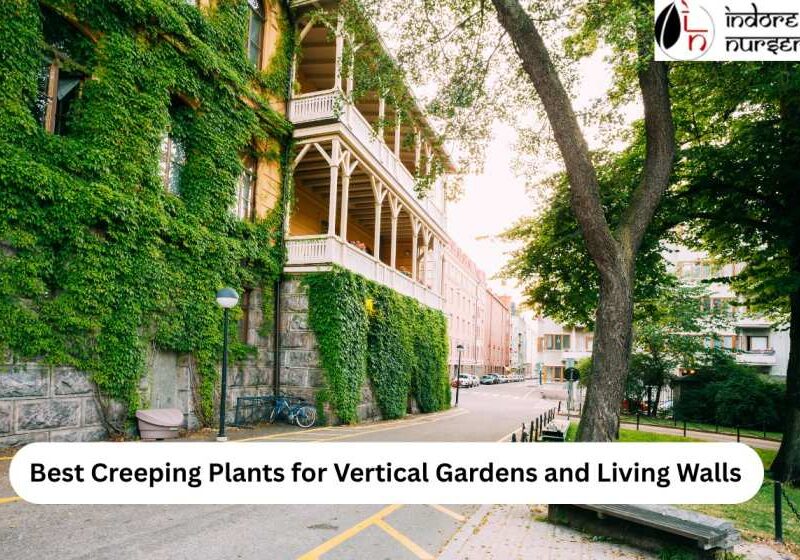 Best Creeping Plants