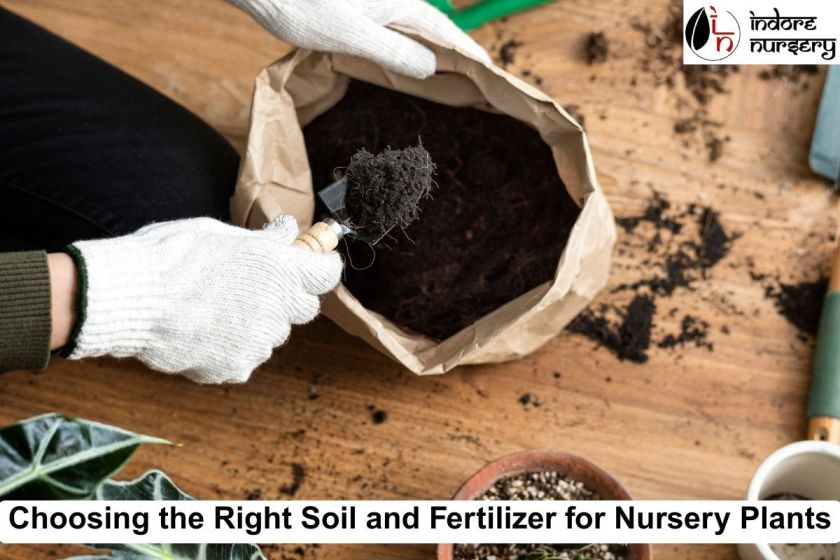 Choosing the Right Soil and Fertilizer for Nursery Plants