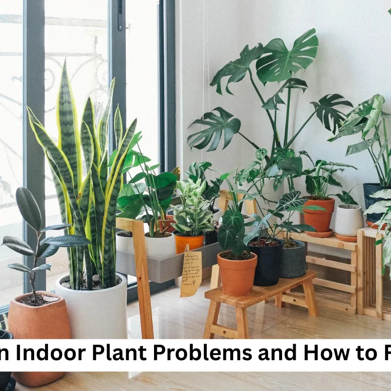 Indoor Plant Problems