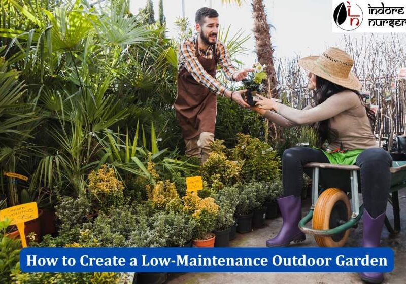 Low-Maintenance Outdoor Garden