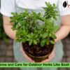 Outdoor Herbs