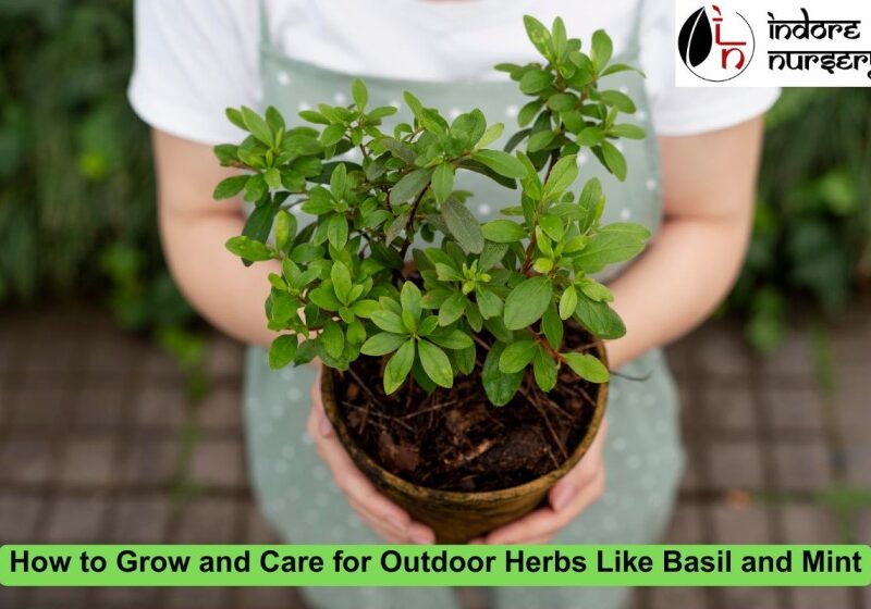 Outdoor Herbs