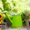 Monsoon Plant