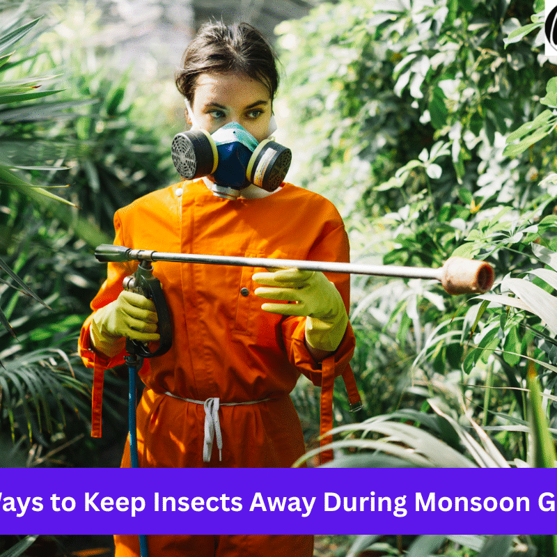 Monsoon-Gardening