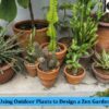 outdoor plants