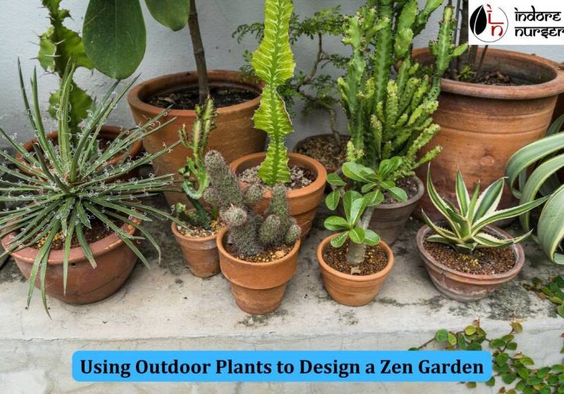 outdoor plants