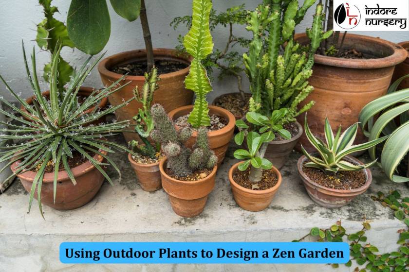 Using Outdoor Plants to Design a Zen Garden