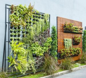 Outdoor Plants