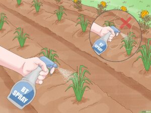 Monsoon gardening