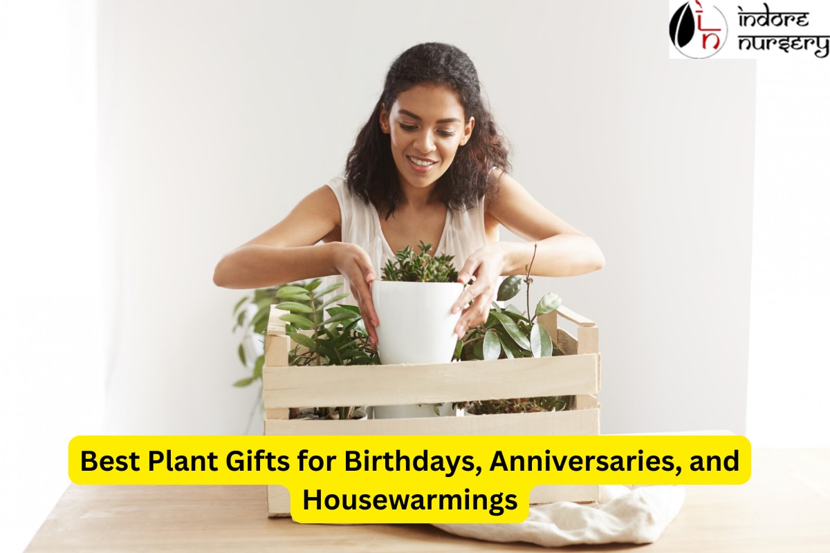 Best Plant Gifts for Birthdays, Anniversaries, and Housewarmings