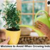 indoor plants