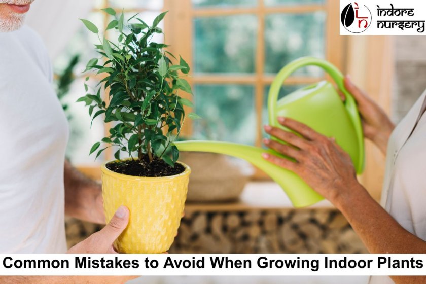 Common Mistakes to Avoid When Growing Indoor Plants