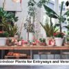 semi indoor plants