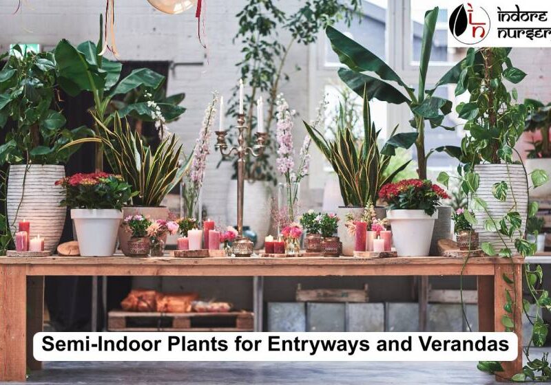 semi indoor plants