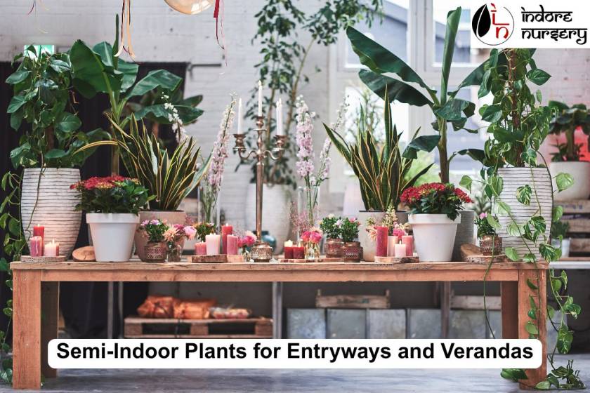 Semi-Indoor Plants for Entryways and Verandas