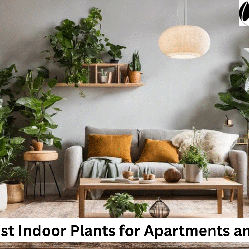 Indoor Plants