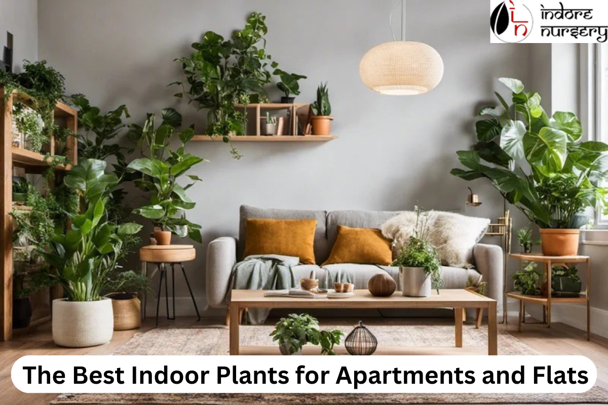 The Best Indoor Plants for Apartments and Flats