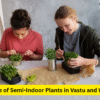 Semi Indoor Plants