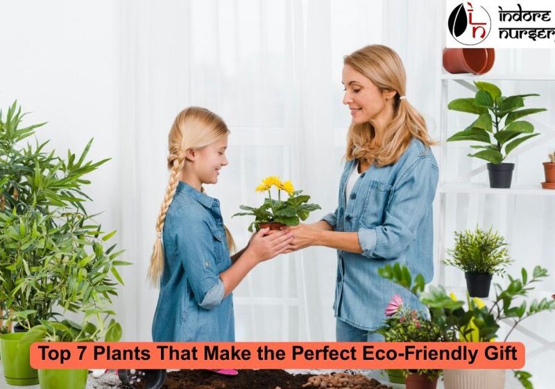 Eco-Friendly Gift