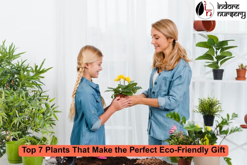 Top 7 Plants That Make the Perfect Eco-Friendly Gift