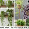 Trailing plants