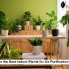 Air-Purifying Indoor Plants