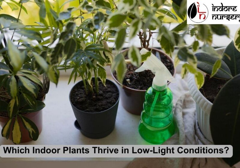 indoor plants