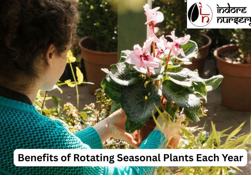 Seasonal Plants