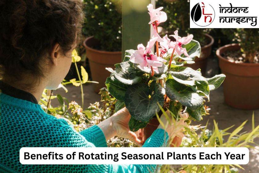 Benefits of Rotating Seasonal Plants Each Year