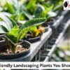landscaping plants