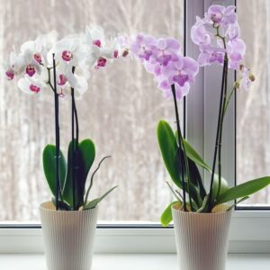Gifting Plants