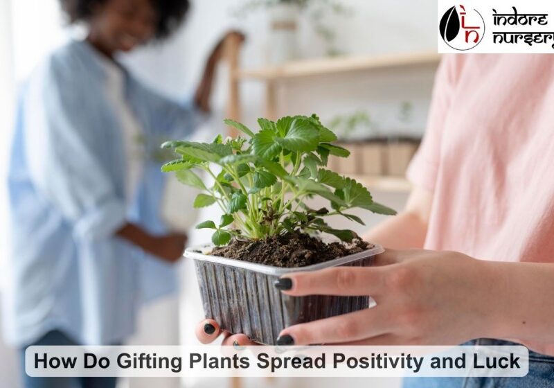Gifting plants