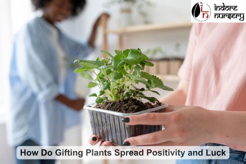 How Do Gifting Plants Spread Positivity and Luck?