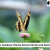 Outdoor Plants