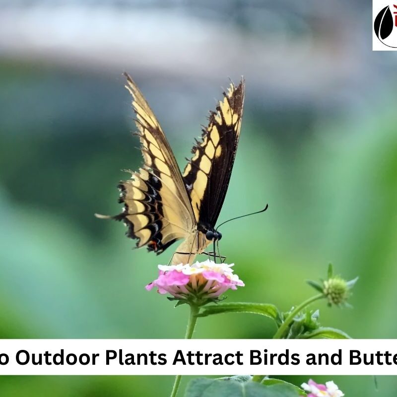 Outdoor Plants