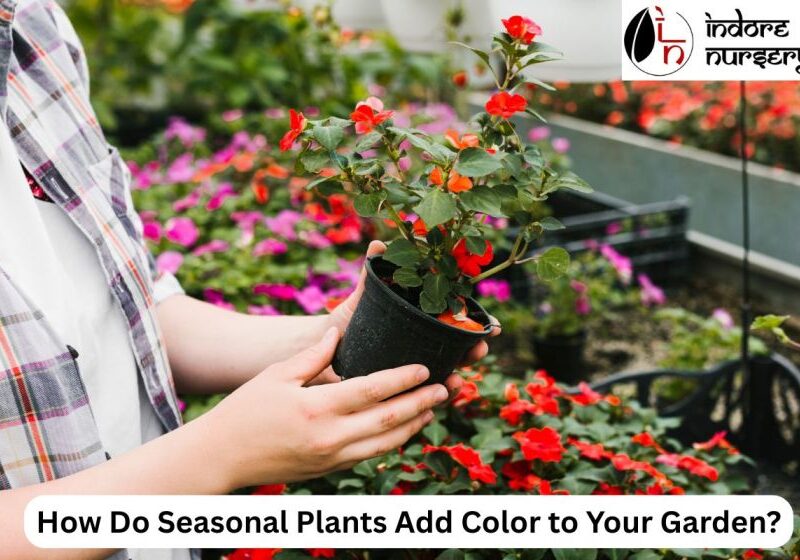 seasonal plants