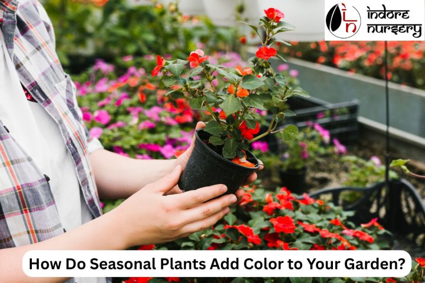 How Do Seasonal Plants Add Color to Your Garden?