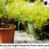 front yard Landscaping